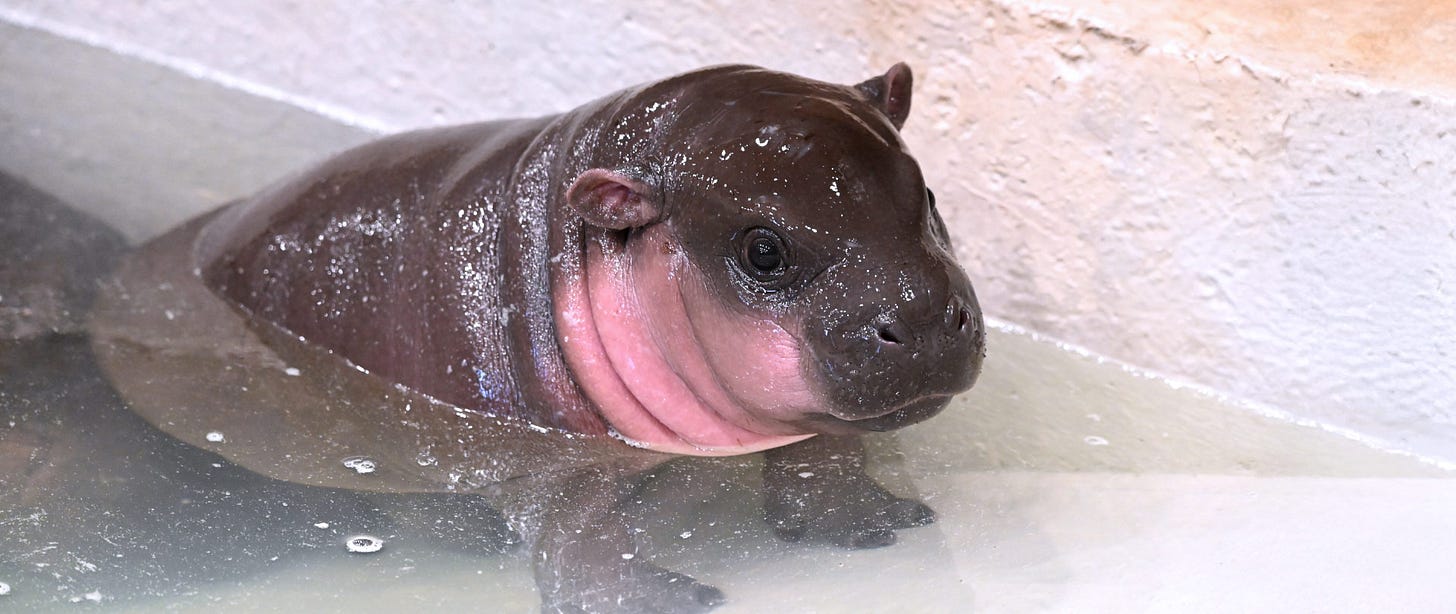 A pink-cheeked hippo calf half submerged in water A pink-cheeked hippo calf half submerged in water