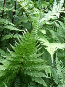 fern attentive life fern attentive life