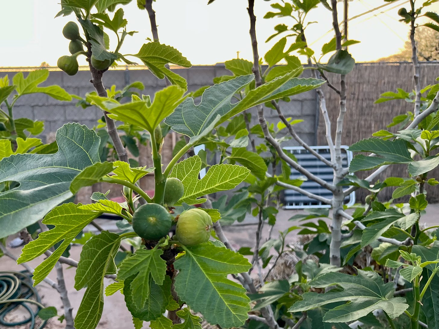 A fig tree with sunset behind it