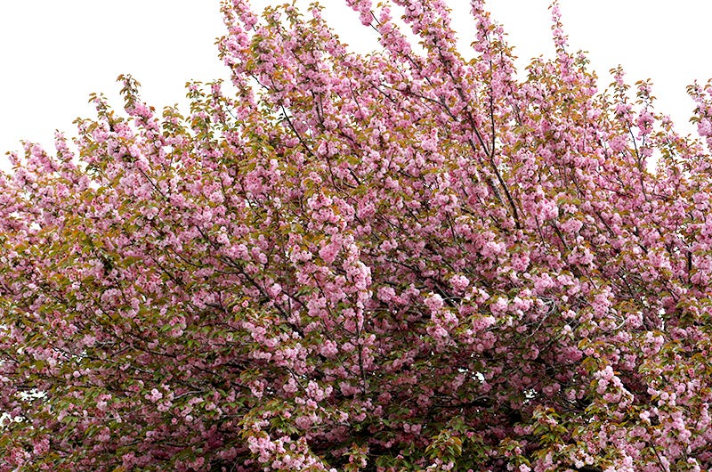 Kanzan cherry, Sixburnersue