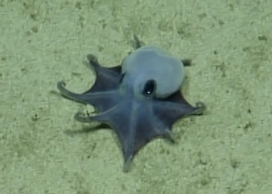 A tiny blue octopus a the sandy sea floor A tiny blue octopus a the sandy sea floor