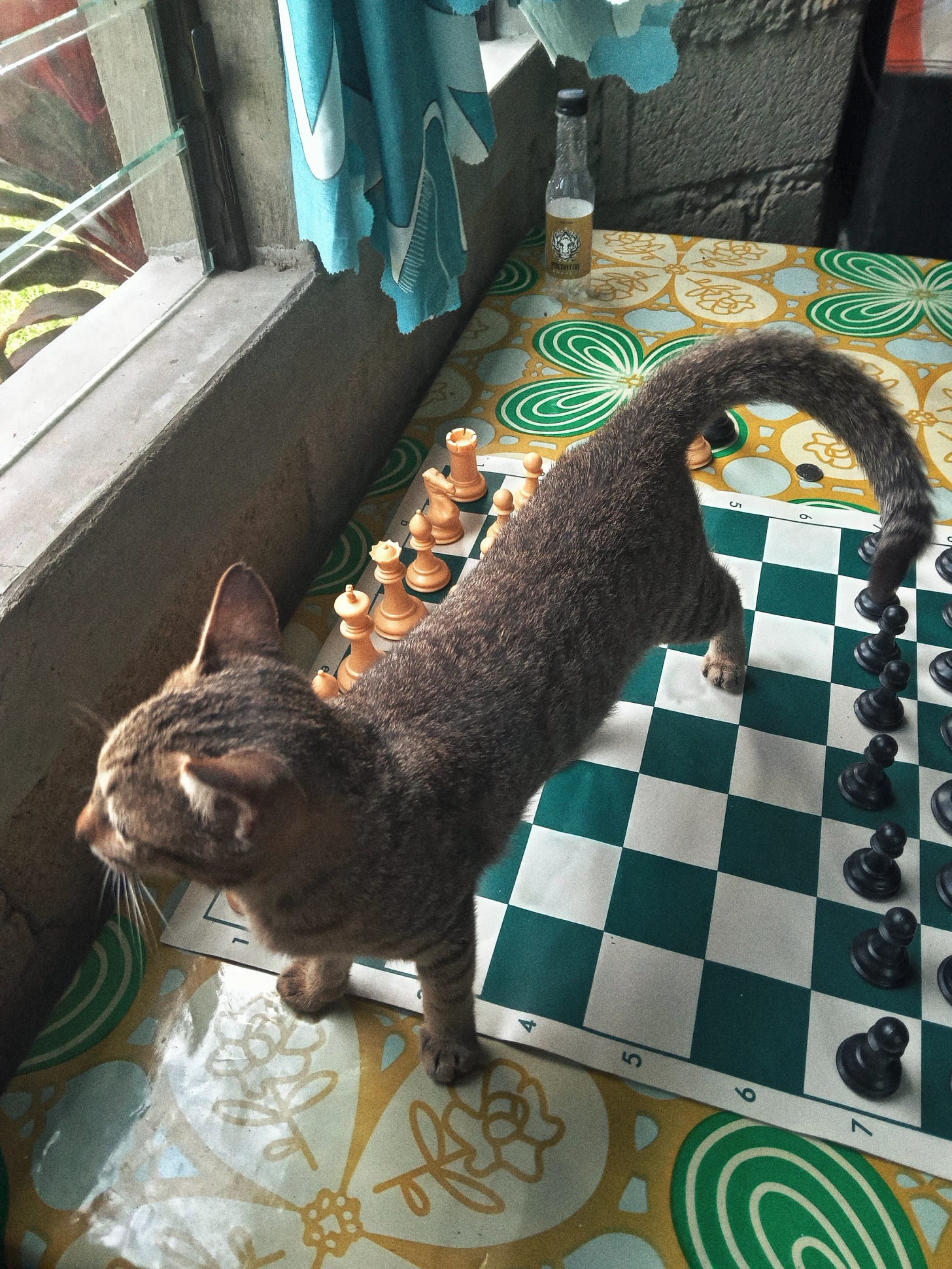 A gray tabby cat standing on a chess board with pieces set up for a game, next to a window.