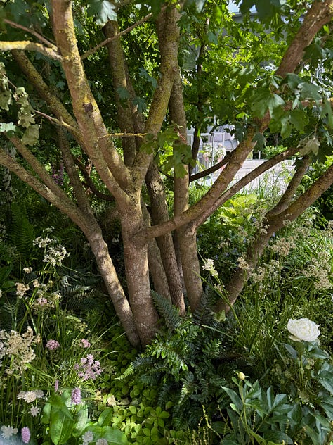multi-stemmed trees of various species in gardens at the chelsea flower show