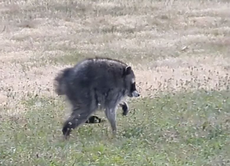 A raccoon dubbed “Jimothy” that was seen trotting on long legs across a patch of grass may have short spine syndrome, a rare congenital disorder. (Courtesy of Kiana Hall)