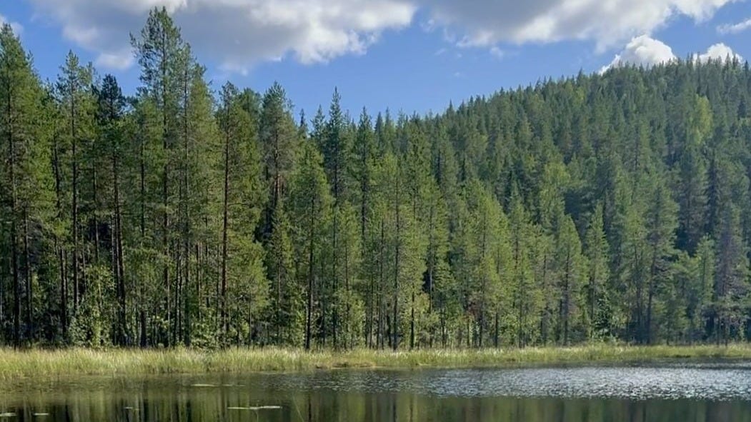 Grön barrskog upp mot ett berg. I förgrunden syns en liten tjärn. Det är sommar.