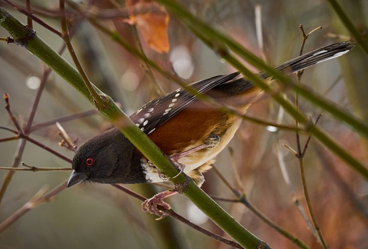 Towhees sitting in branches