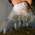 How to Know If a Fish is in Trouble