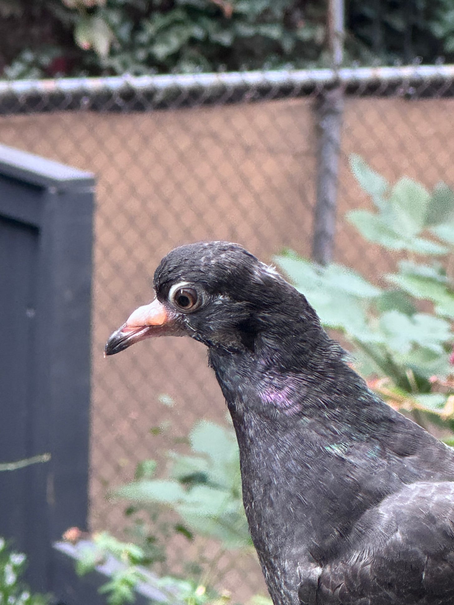 A close-up photo of Beakling the pigeon. Beakling is turned to profile so that one of their eyes points right at the camera.