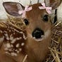FAWNGRL's avatar
