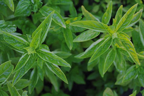 various basil plant varieties
