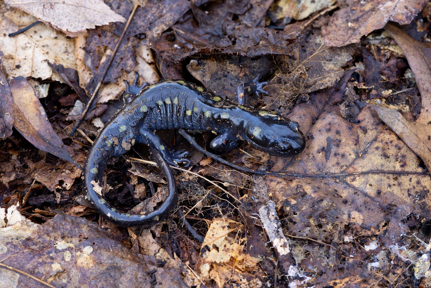 a black salamander with pale yellow spots sitting in leaf litter.