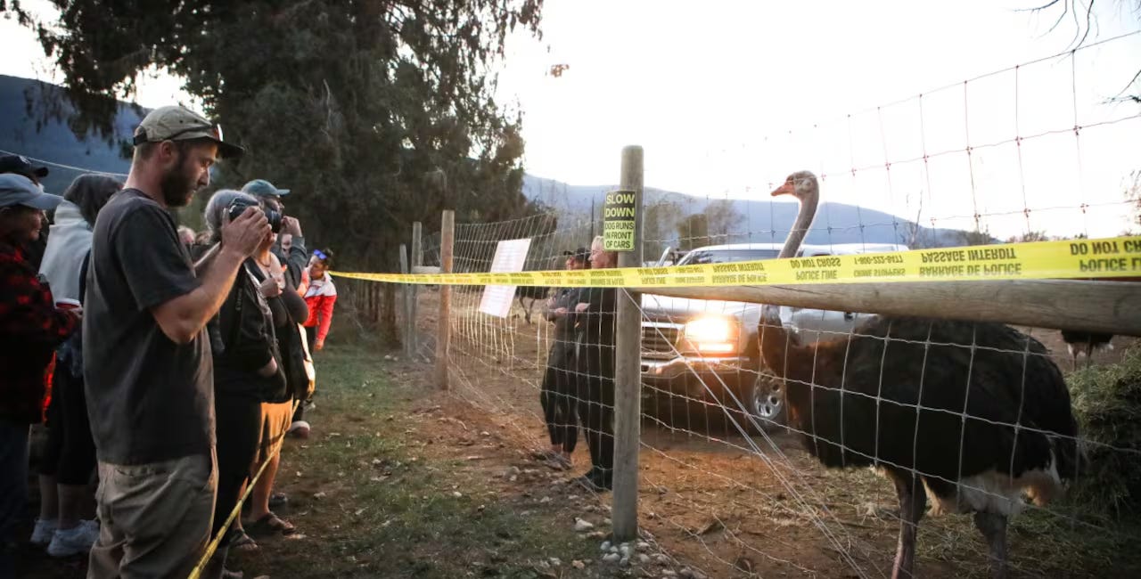 BREAKING: Canada's Mass Extermination of 400 Healthy Ostriches Imminent