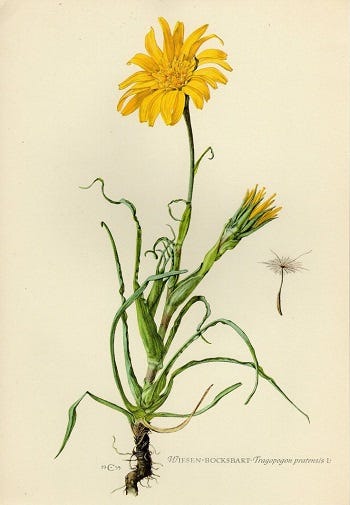 From the Spring Foraging Cookbook: Salsify