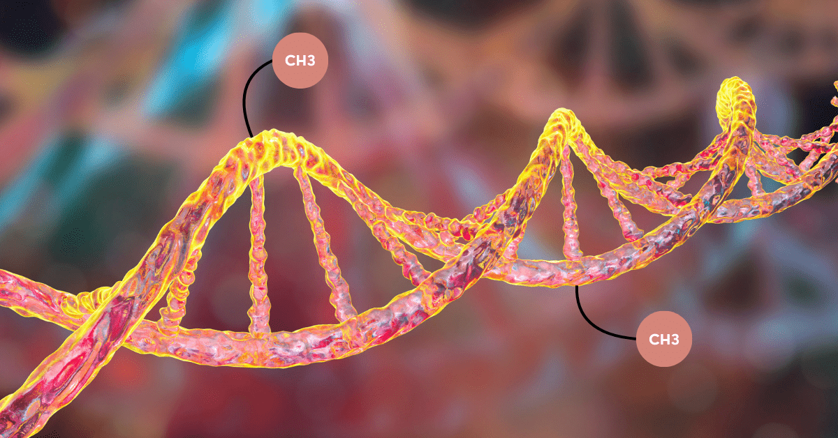 What is DNA Methylation? A Beginner's Guide – Genetic Education