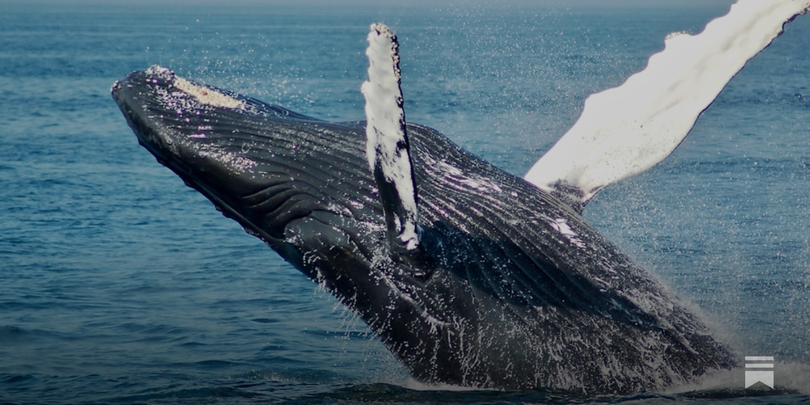 The U.S. Government Goes on a Cryptocurrency Whale Hunt