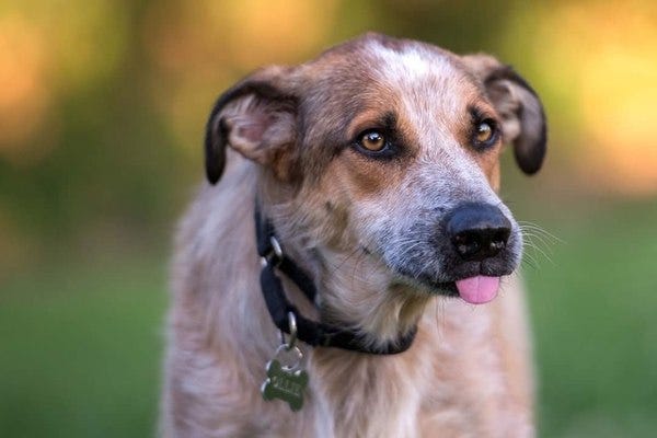 Ollie, who belongs to loyal subscriber and former student Kati, has a tongue that is too big for his mouth. Ollie, who belongs to loyal subscriber and former student Kati, has a tongue that is too big for his mouth.
