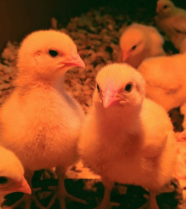 chicks chicks
