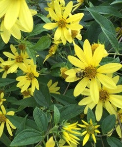 rapt-bee