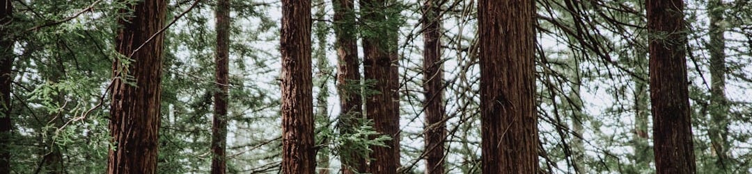 green forest trees
