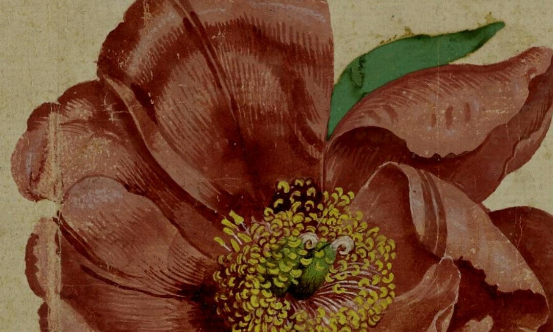 4 Herbal Affirmations for Staying with the Trouble