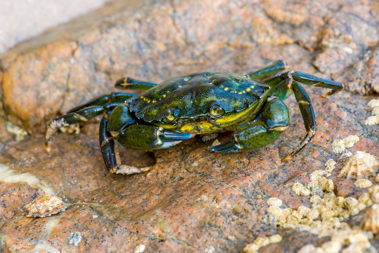 Invasive green crab. 