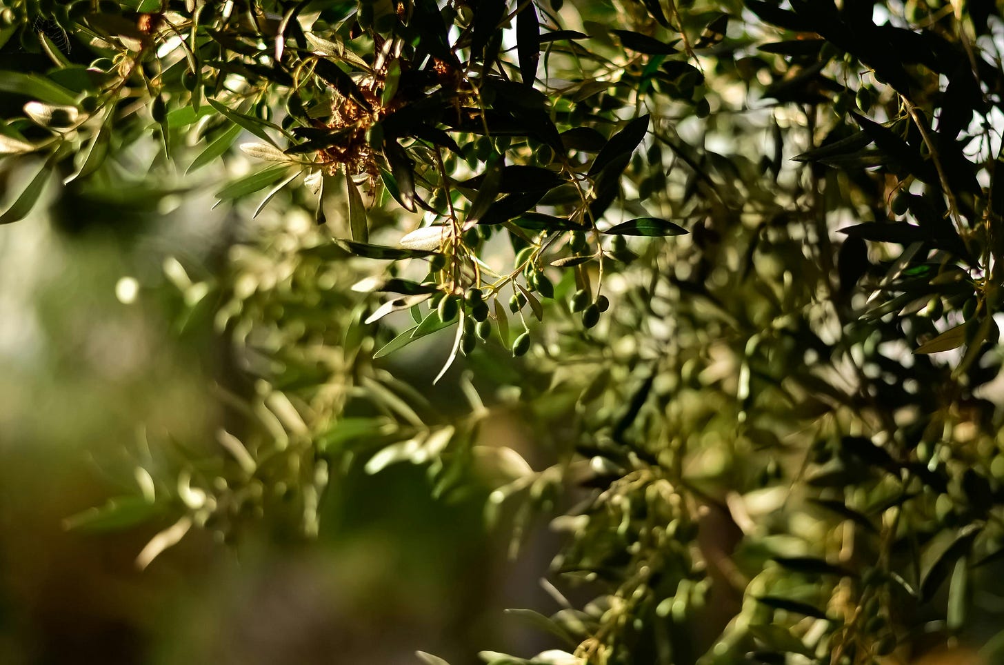 Close up of an olive tree branch with small unripe olives and sunlit green leaves.
