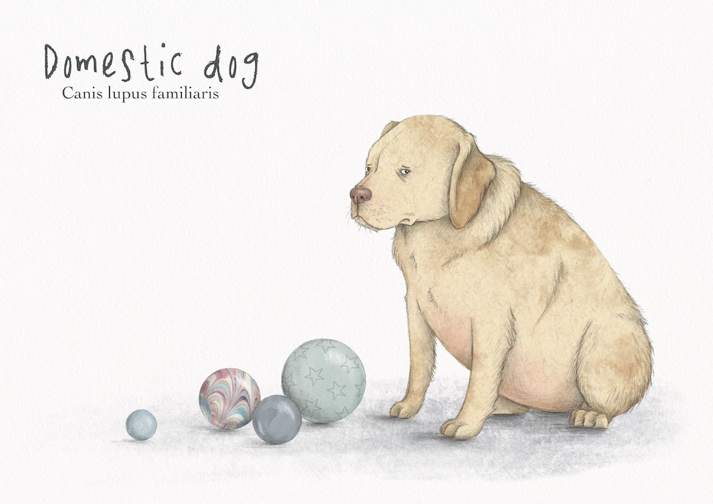 An illustration of an overweight and bored-looking Labrador retriever sitting next to four balls.