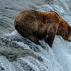 Hãy mạnh mẽ như loài cá hồi