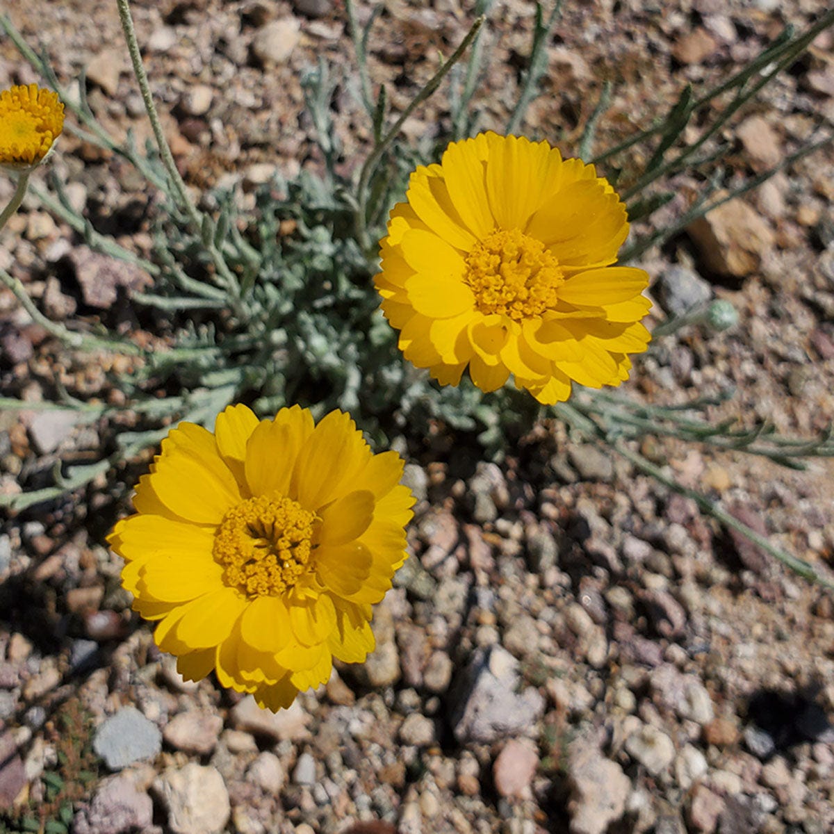 Desert Marigold – Native-Seeds-Search