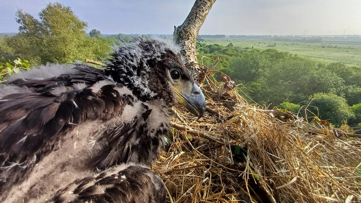 Overzicht broedgevallen van zeearenden in Nederland 2024 – Werkgroep Zeearend  Nederland