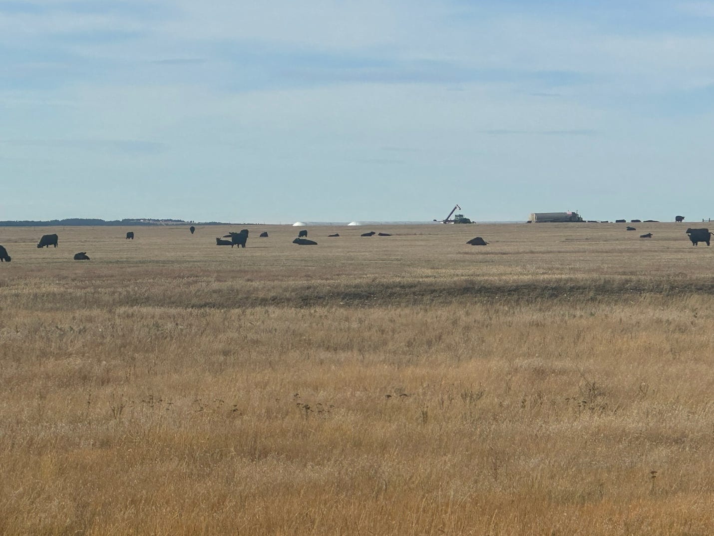 A field with a few animals

Description automatically generated with medium confidence