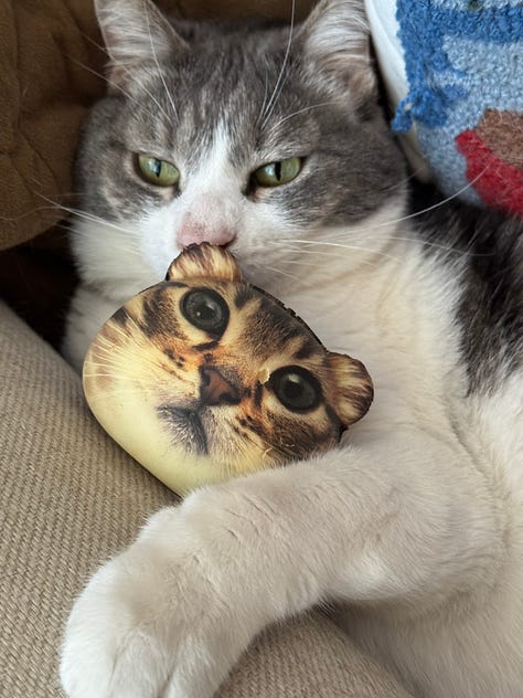 Happy Anniversary Field Note: We start by saying thank you for reading luvluvluv Jasper Kitten, Chris and Jojo! Furever!