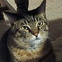 meagre's avatar