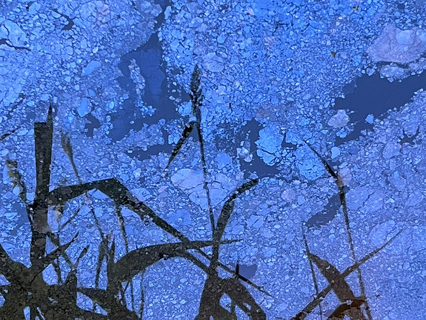 Fragmented biofilm on the surface of shallowing ditch water reflects the calligraphy of dark green rushes