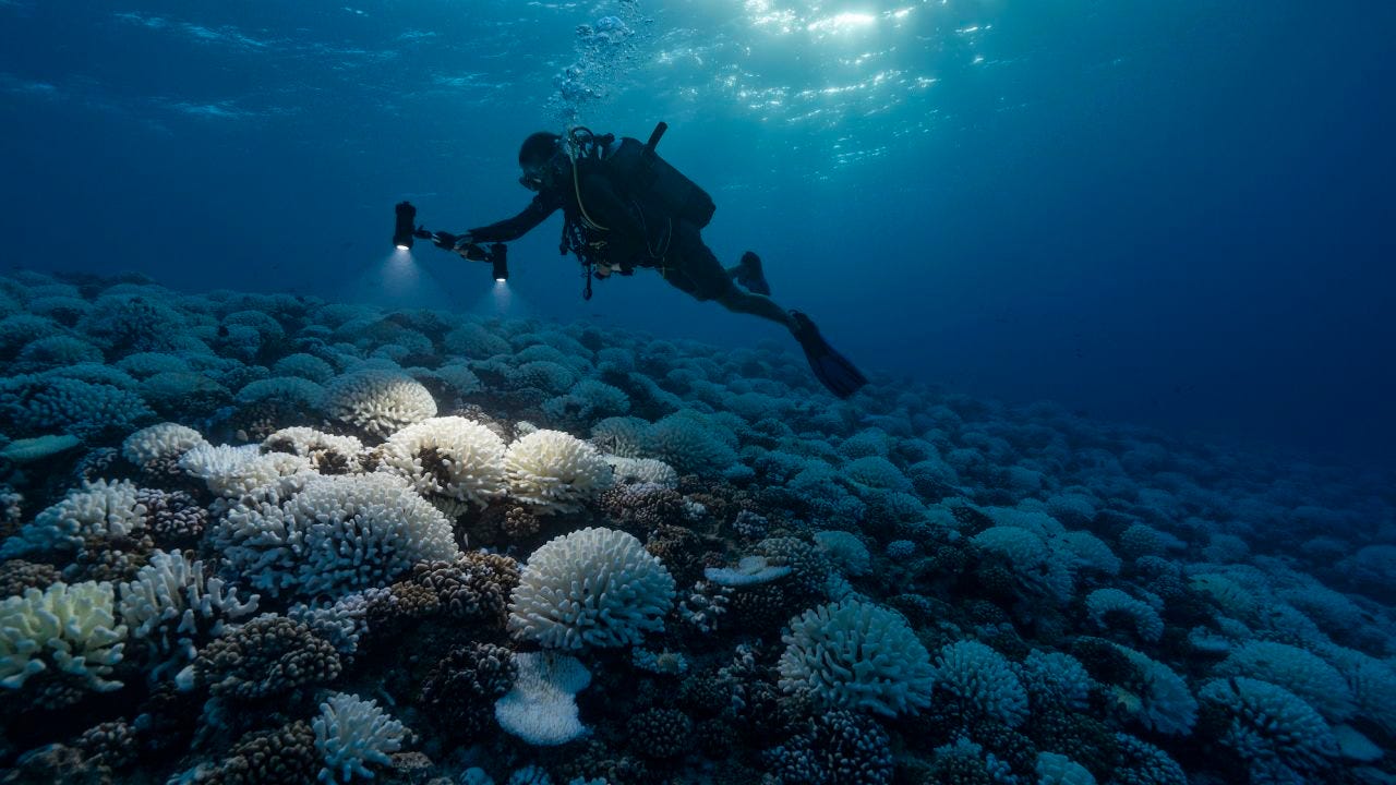 Major bleaching unfolds on the coral reefs of the Society Islands in French Polynesia. 