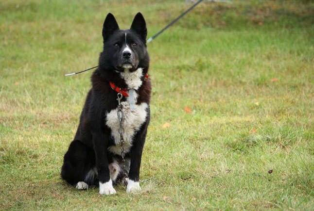 Karelian Bear Dog