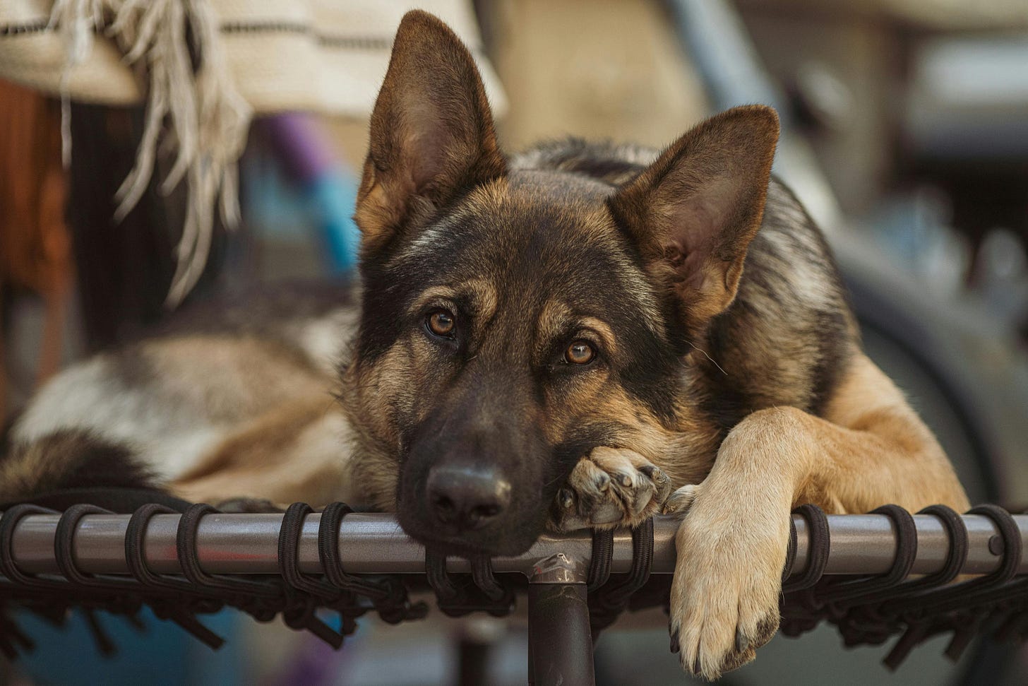 German Shepher laying on a cooling dog bed or a hammock. German Shepher laying on a cooling dog bed or a hammock.