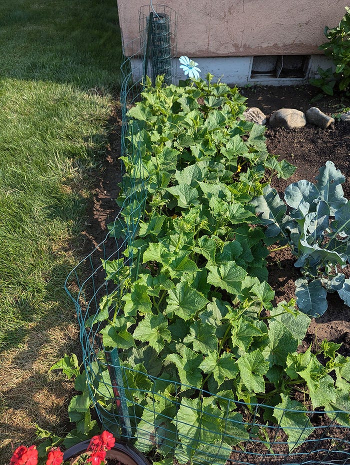 cucumber plants in garden
