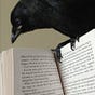 Crow queen 🗝♟️📖's avatar