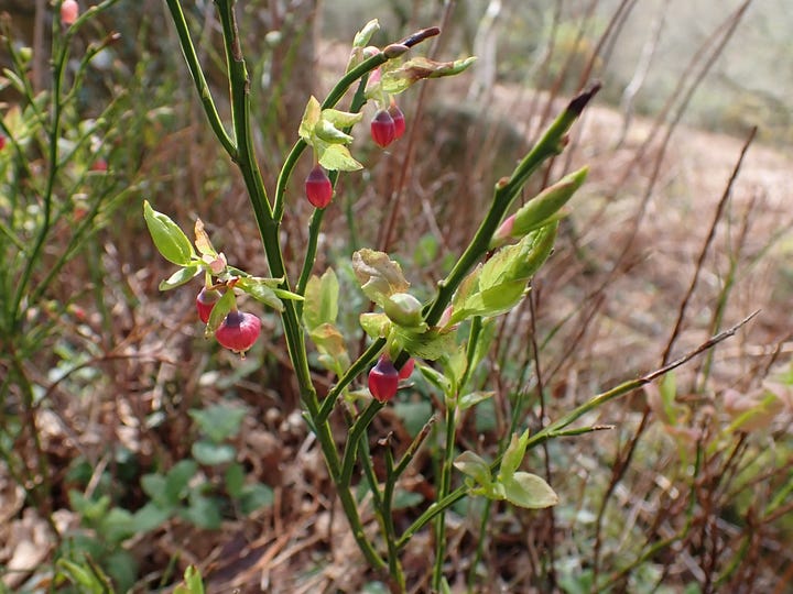 A woodland plant with pink flowers and a colander with leafy stems