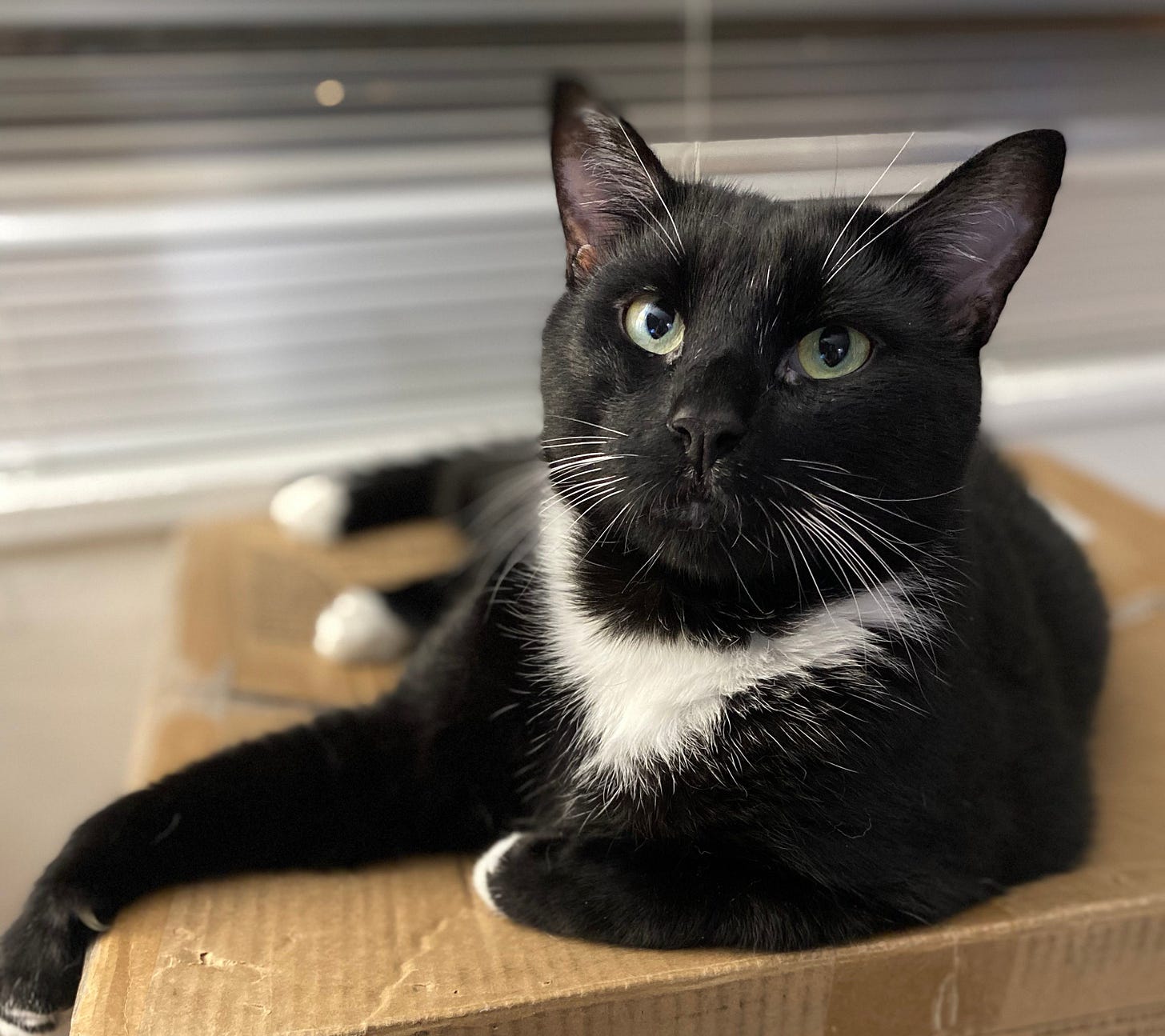 Logusi relaxes peacefully on a cardboard box, looking up calmly. They have bright green eyes, white whiskers, and a black tuxedo fur coat with a  white neck and white paws.