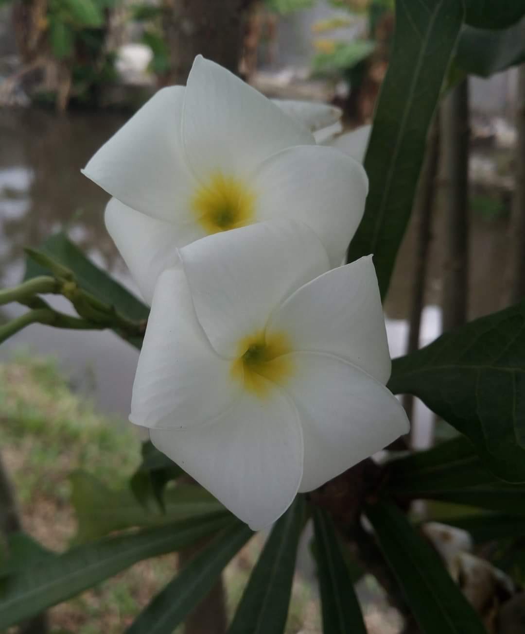 The Apothecarist's Substack