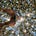 Josef Oscar Weinstein's avatar