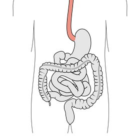 The esophageal sphincter