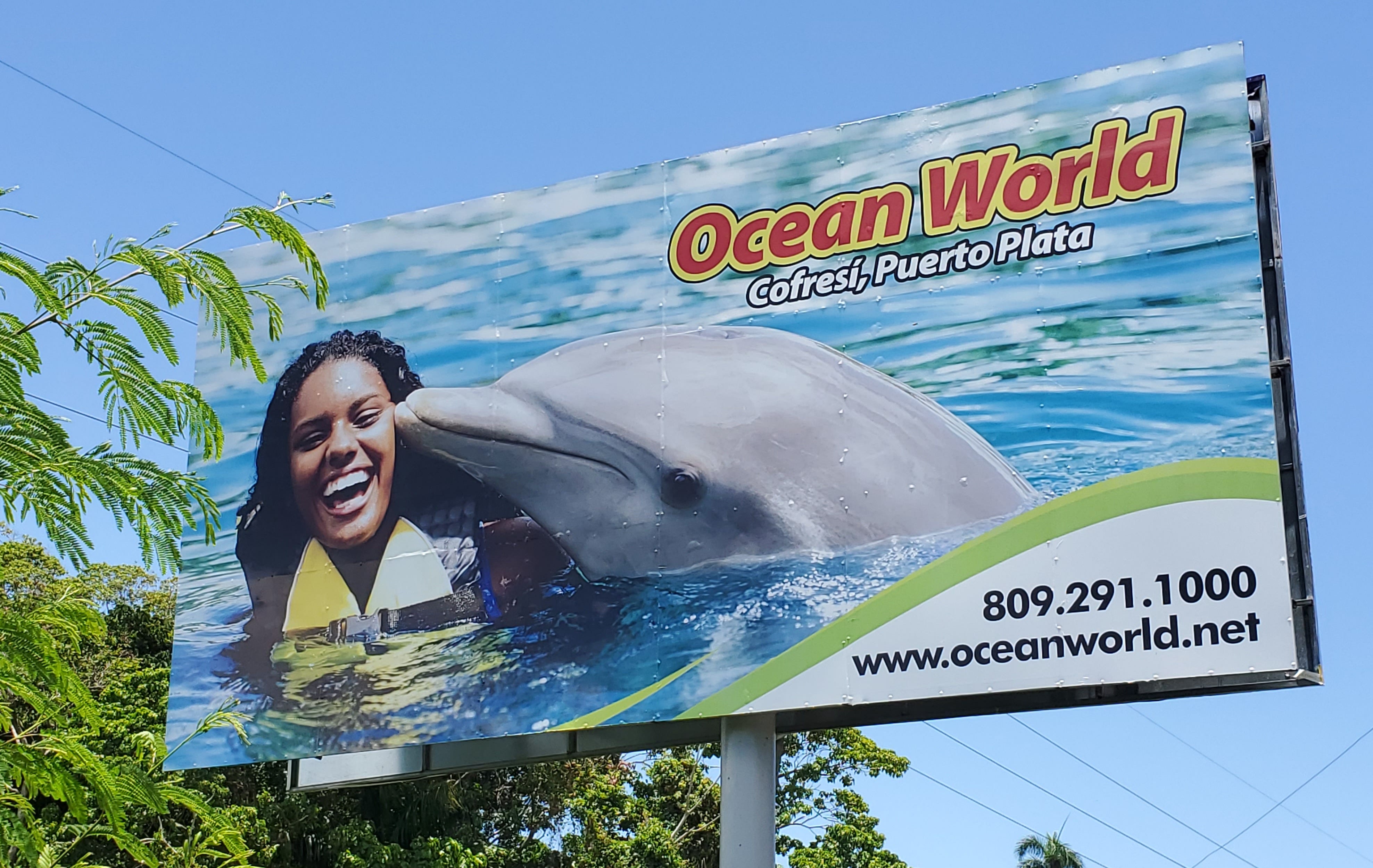 The Great Escape: Three 'Trafficked' Dolphins Make a Bid for Freedom