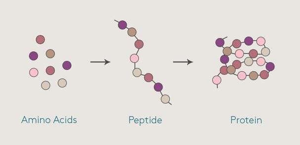 INGREDIENT SPOTLIGHT: PEPTIDES: Medical Dermatology Associates of Chicago:  Dermatology