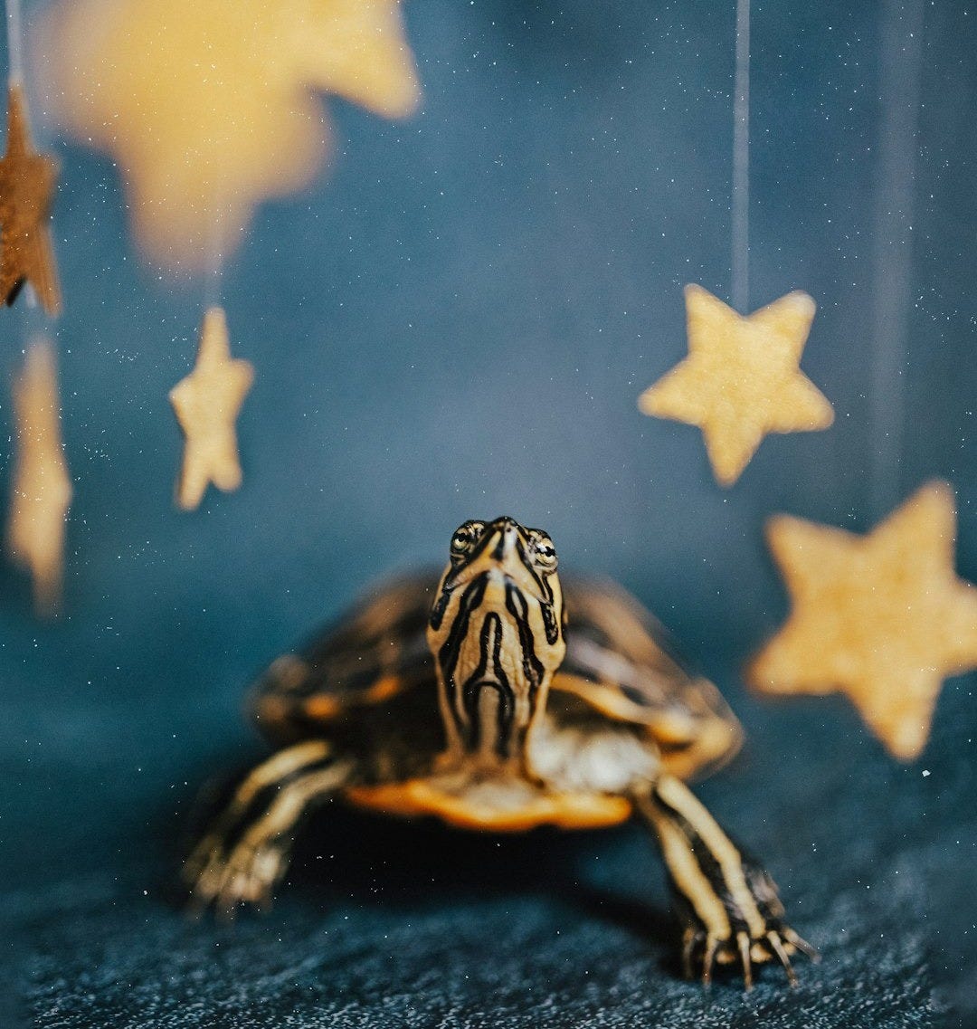a turtle swimming in water