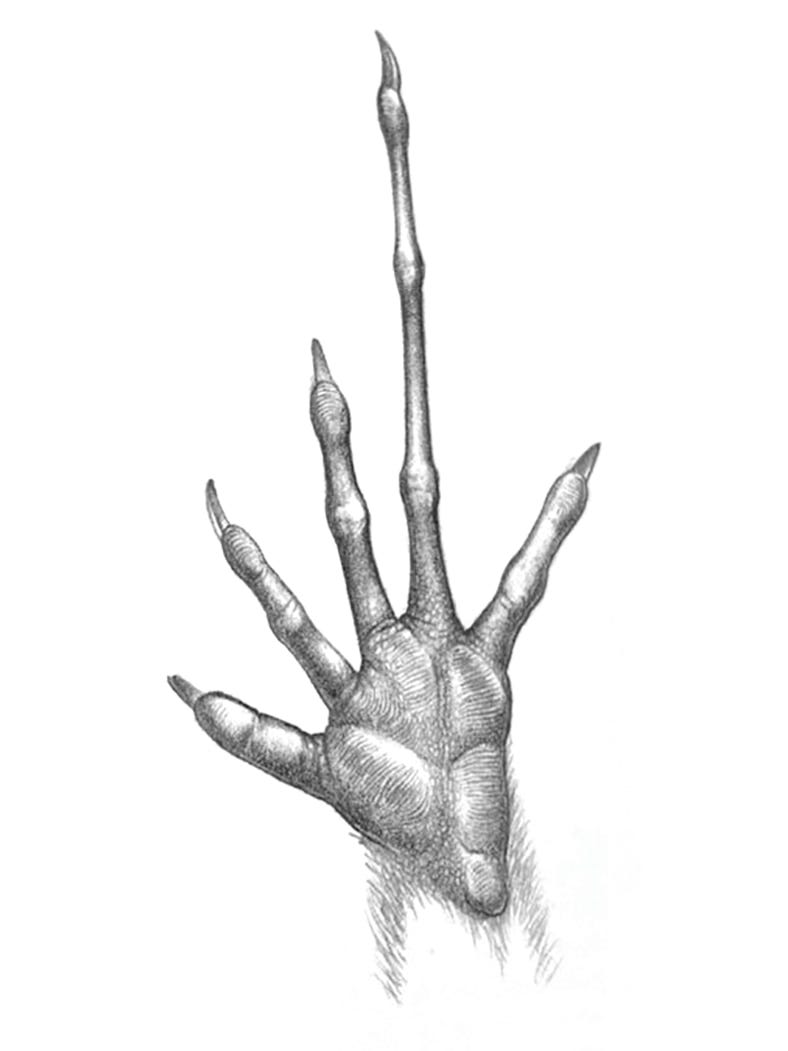 A black and white pencil drawing of a small marsupial hand where the ring finger is twice the length of middle digit. A black and white pencil drawing of a small marsupial hand where the ring finger is twice the length of middle digit.