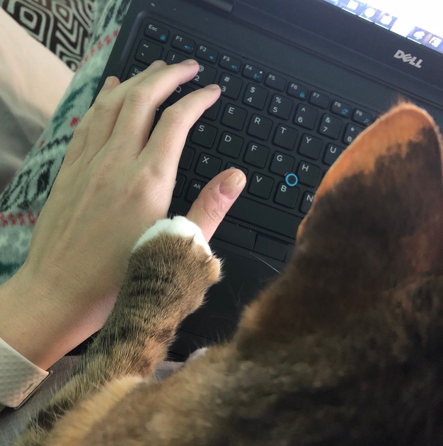 Bird is reaching a paw for a human’s keyboard as if to help the human type. Bird is reaching a paw for a human’s keyboard as if to help the human type.