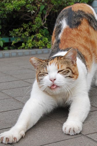 cat-stretching